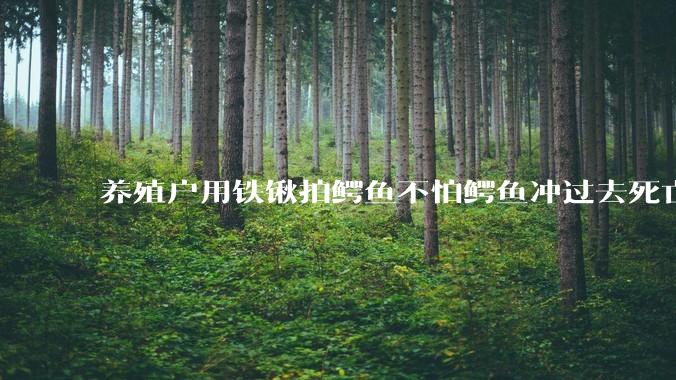 养殖户用铁锹拍鳄鱼不怕鳄鱼冲过去死亡翻滚吗？